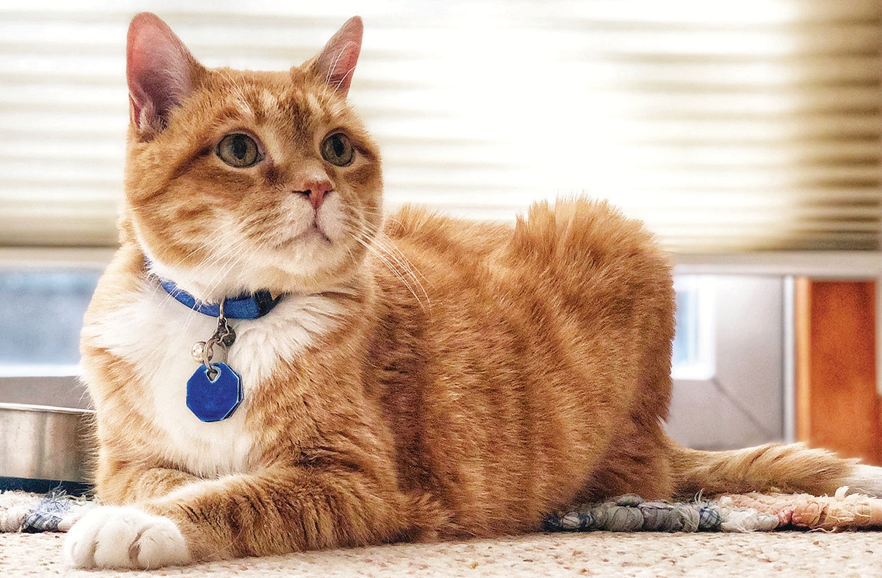 PET PAWSOME - Is Pet Insurance Worth It?